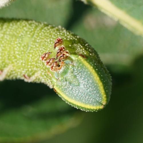Réf. 238 673 : Smerinthus ocellata